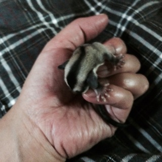 フクモモの男の子です。家族になってくれませんか