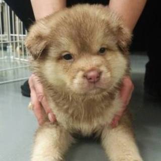 ハスキーのようなハス太くん！