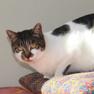 活発な牛柄模様のこむぎです