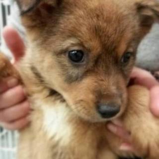 愛くるしすぎる女の子、チャコちゃん！