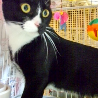 鉄腕！？アトム君♪