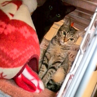 つぶらな瞳の姉妹☆すみれとくるみ♪