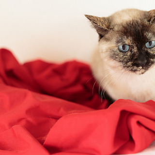 おとなしくて懐こいふあーくちゃん