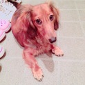 １歳のミニチュアダックス  ♂の里親募集