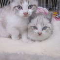 子猫♂♀セット（キトンブルー）喜んでいただけました