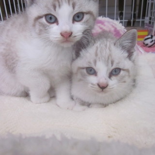 子猫♂♀セット（キトンブルー）喜んでいただけました