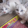 子猫♂♀セット（キトンブルー）喜んでいただけました サムネイル2