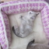 子猫♂♀セット（キトンブルー）喜んでいただけました サムネイル3