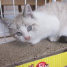 子猫♂♀セット（キトンブルー）喜んでいただけました サムネイル4