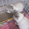 子猫♂♀セット（キトンブルー）喜んでいただけました サムネイル5