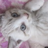子猫♂♀セット（キトンブルー）喜んでいただけました サムネイル6