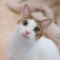 お膝猫☆銀次君