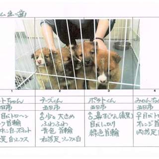 フワモコちゃん達写真追加しました！