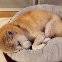 「保護犬たかこさん、幸せに!」サムネイル1