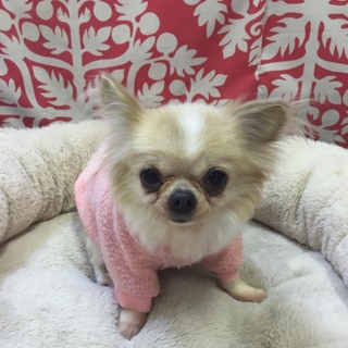 甘えん坊さんなモモちゃん