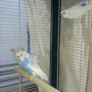 羽衣セキセイと大型セキセイ