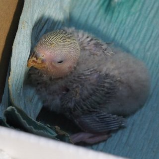 コザクラインコの里親募集（有難うございました）