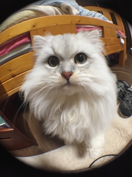リン