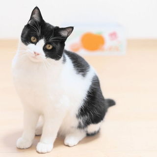 はちわれイケメン、いそべさん♩人馴れ抜群！