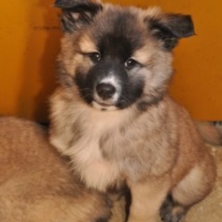 やんちゃで甘えん坊、可愛いキョウシロウです☆