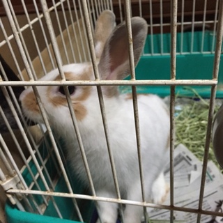 食欲旺盛！元気なウサギ！！