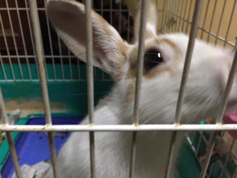 食欲旺盛！元気なウサギ！！ サムネイル2