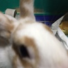 食欲旺盛！元気なウサギ！！ サムネイル3