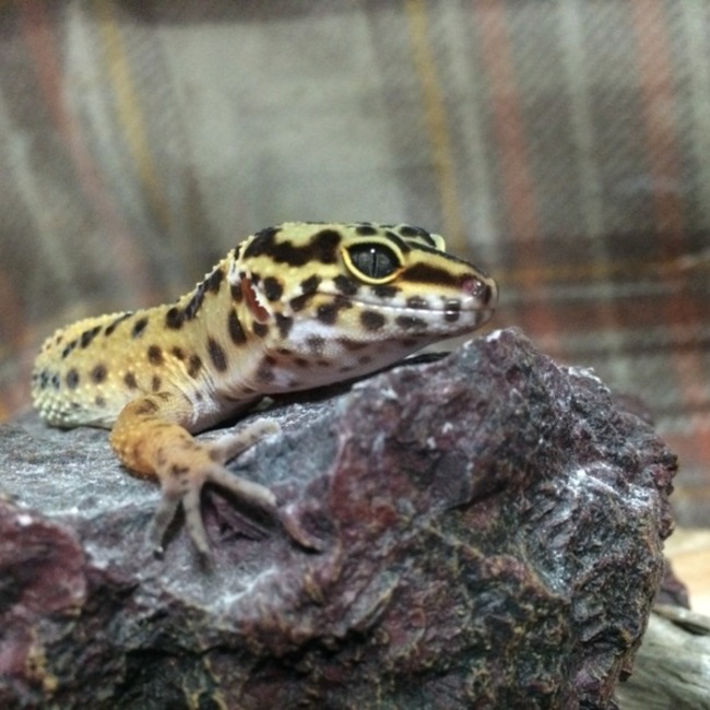 SATO...のカバー写真