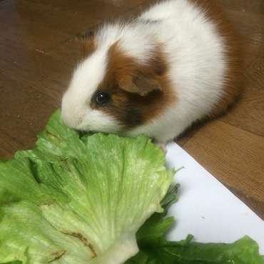 の写真