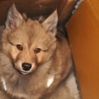 狼みたいに凛々しい顔立ち、ケンです