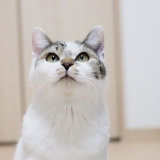 ゴロスリキジ白、きじまさん♩愛嬌抜群！