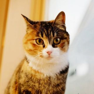 三毛トラ.みむらさん♩ゴロスリ.おっとり優しい子！