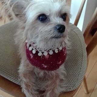 ヨークシャーとチワワMix８才女の子の募集です。