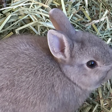 先週我が家にやって来ました。