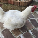 にわとりの里親を募集中！