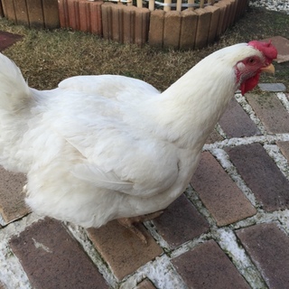 にわとりの里親を募集中！