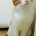 人にも猫にも友好的な貴公子