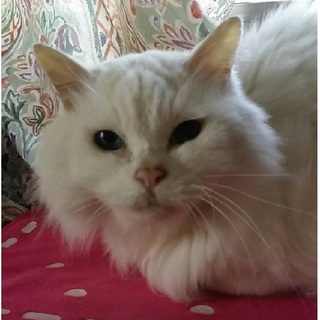 　お目目がブルー　優雅な長毛種　