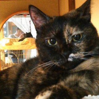 【ココ】飼い主さんが他界し、残された子です