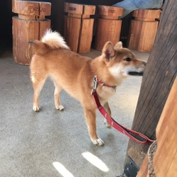 「穂高ドッグラン」サムネイル2