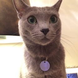 マイニャンバー装着【PET-ID】