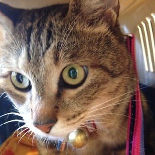 キジ猫  オス　6歳　トラ君