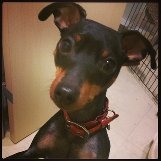 甘えたミニピン（オス）