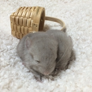 チンチラ　シナモン　３ヶ月　雄　双子