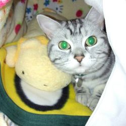 断念　キャットベット作成