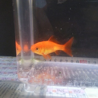 8㎝金魚 ！初心者でも飼えます！   