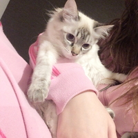 マリ