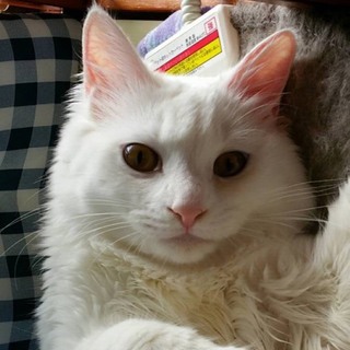 ものおきーずのイナバくん