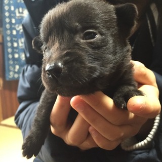 優しい里親さん募集します。