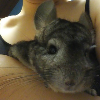 【里親決定】チンチラの男の子